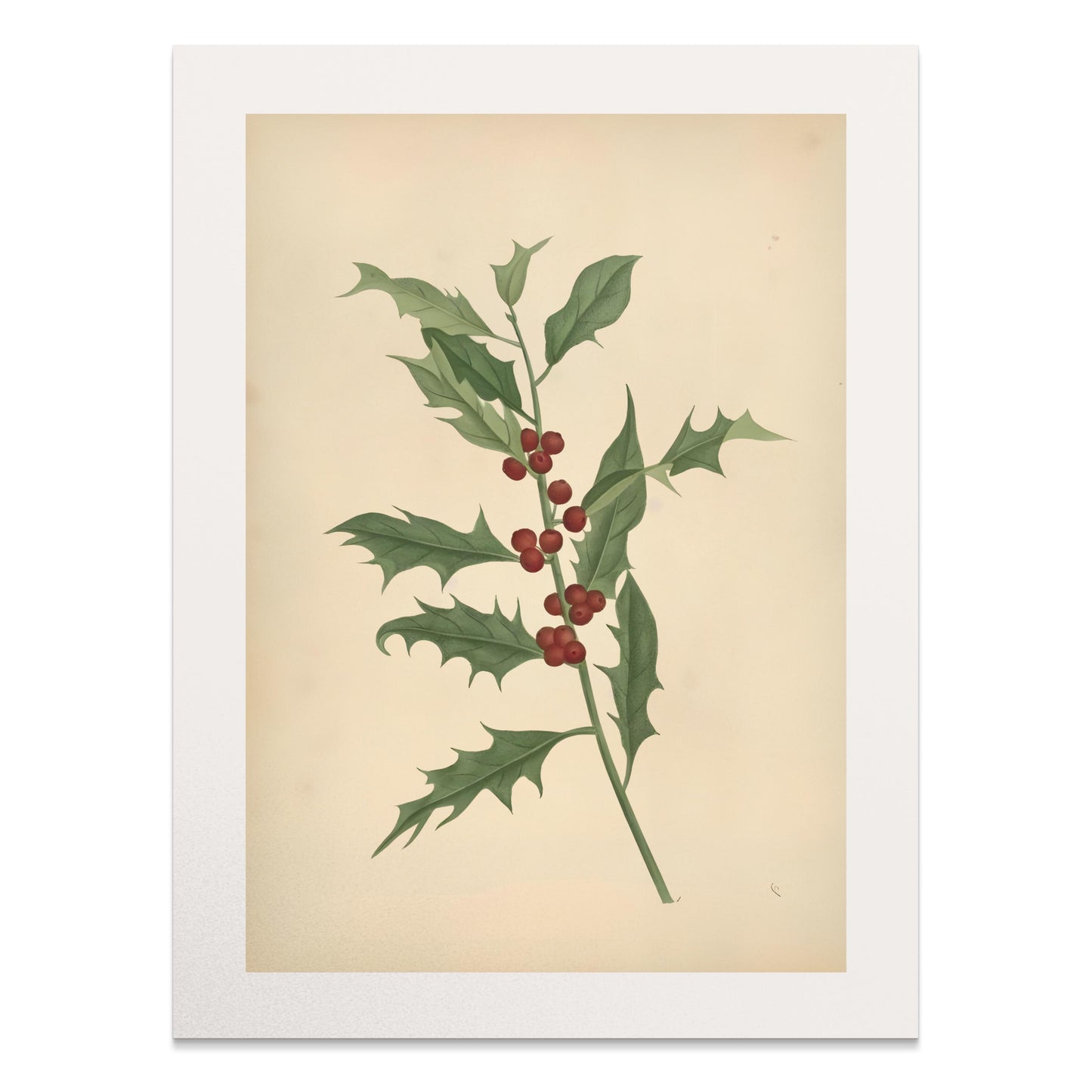 Premium Poster of Vintage Botanical Illustration Art Print Posters