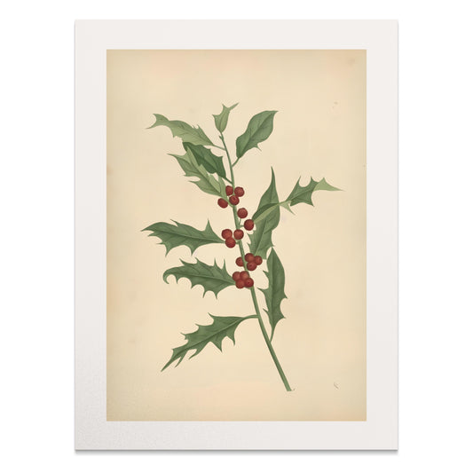 Premium Poster of Vintage Botanical Illustration Art Print Posters