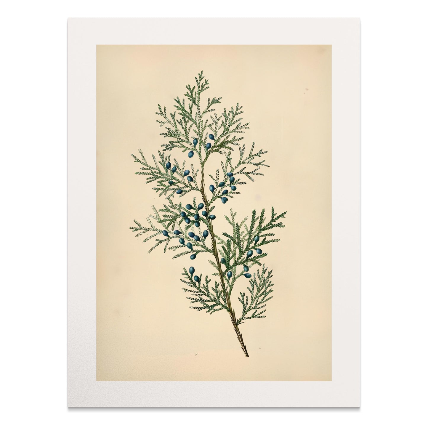 Premium Poster of Vintage Botanical Print with Greenery and Berries Posters