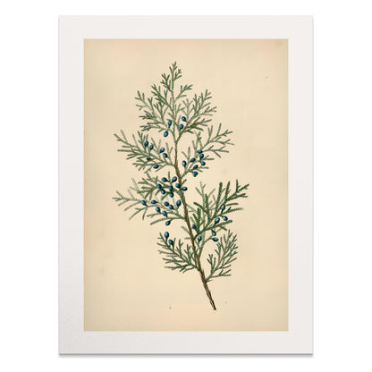 Premium Poster of Vintage Botanical Print with Greenery and Berries Posters