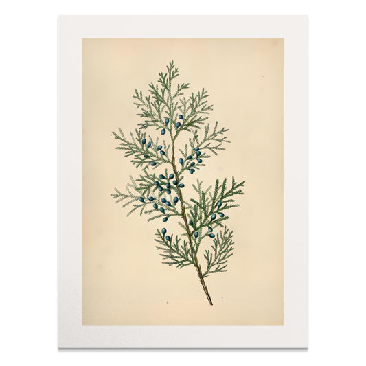 Premium Poster of Vintage Botanical Print with Greenery and Berries Posters