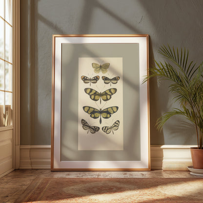 Premium Poster of Vintage Butterfly Illustrations Art Print Posters