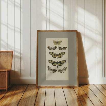 Premium Poster of Vintage Butterfly Illustrations Art Print Posters