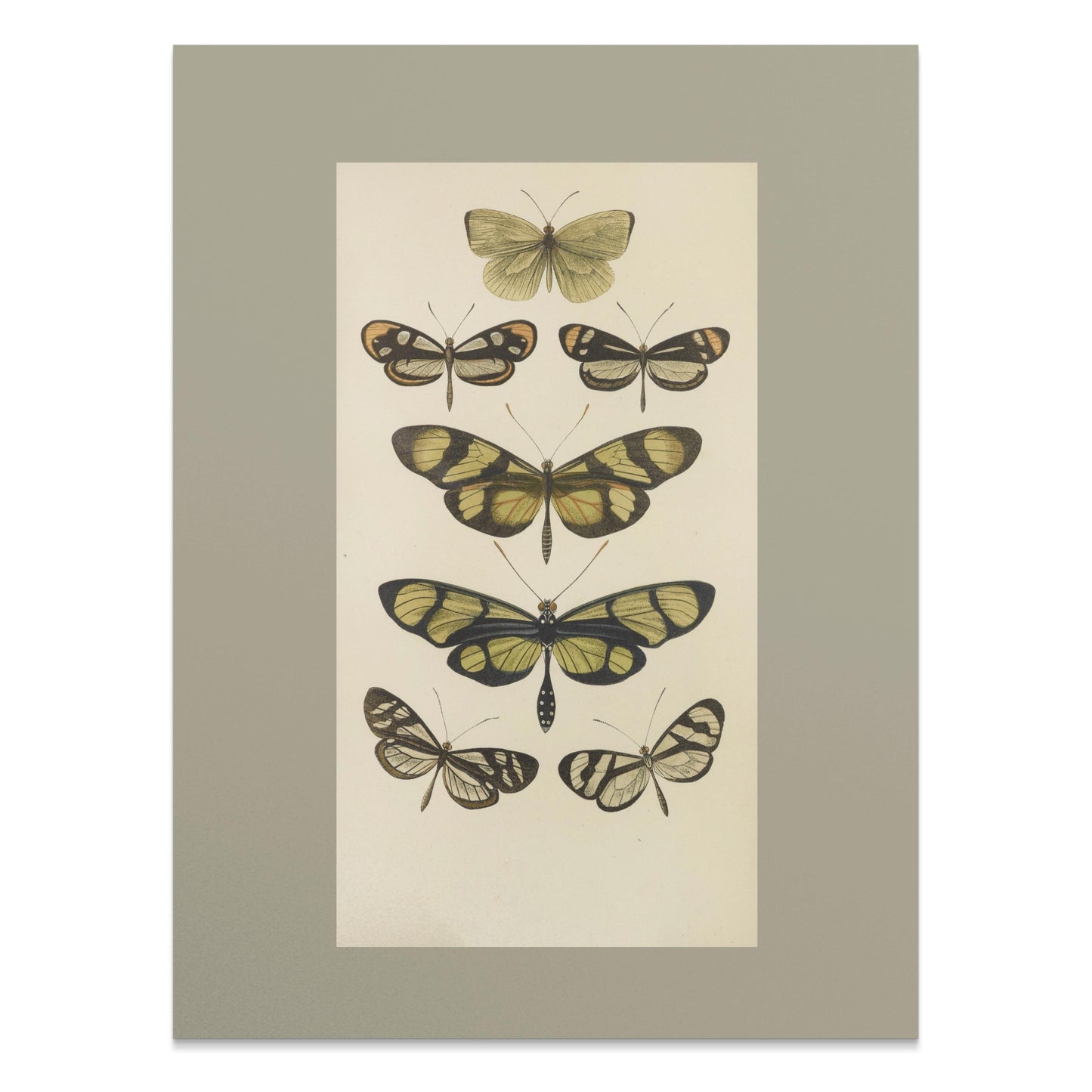 Premium Poster of Vintage Butterfly Illustrations Art Print Posters