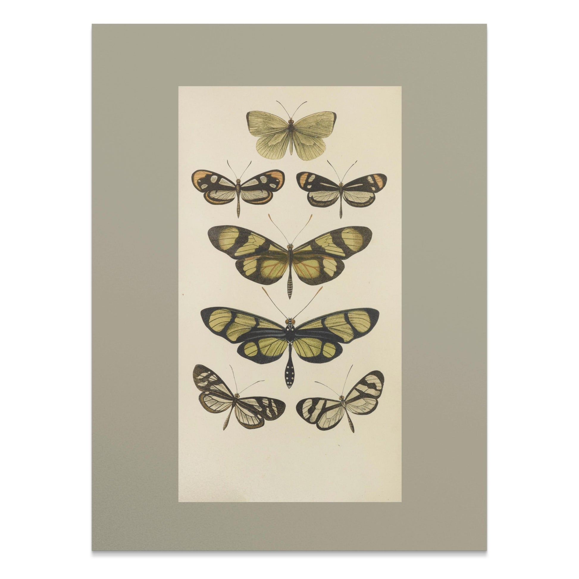 Premium Poster of Vintage Butterfly Illustrations Art Print Posters
