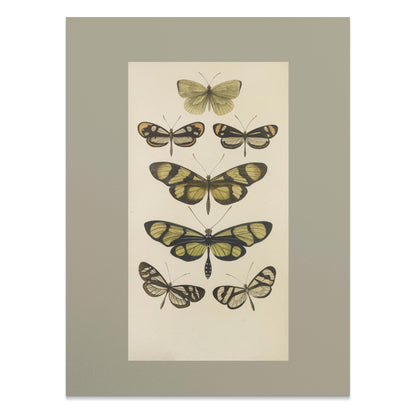 Premium Poster of Vintage Butterfly Illustrations Art Print Posters
