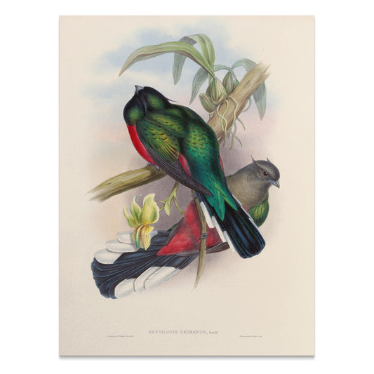 Premium Poster of Vintage Colorful Bird Illustration Art Posters