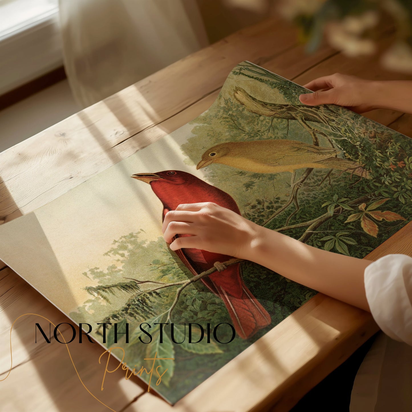 Premium Poster of Vintage Illustration of Two Birds on Branch Posters