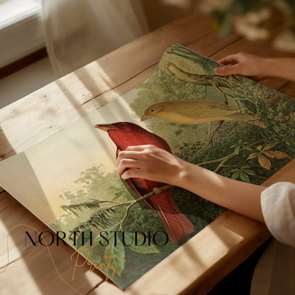 Premium Poster of Vintage Illustration of Two Birds on Branch Posters