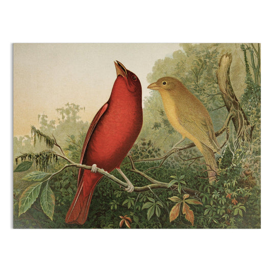 Premium Poster of Vintage Illustration of Two Birds on Branch Posters