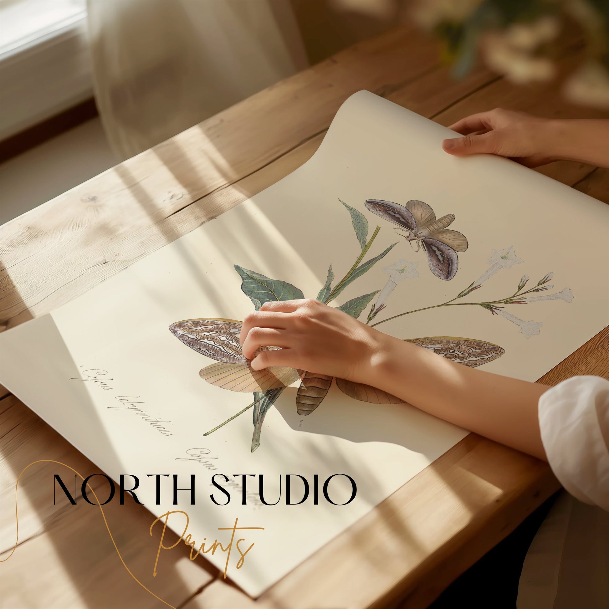 Premium Poster of Vintage Moth and Botanical Illustration Art Posters