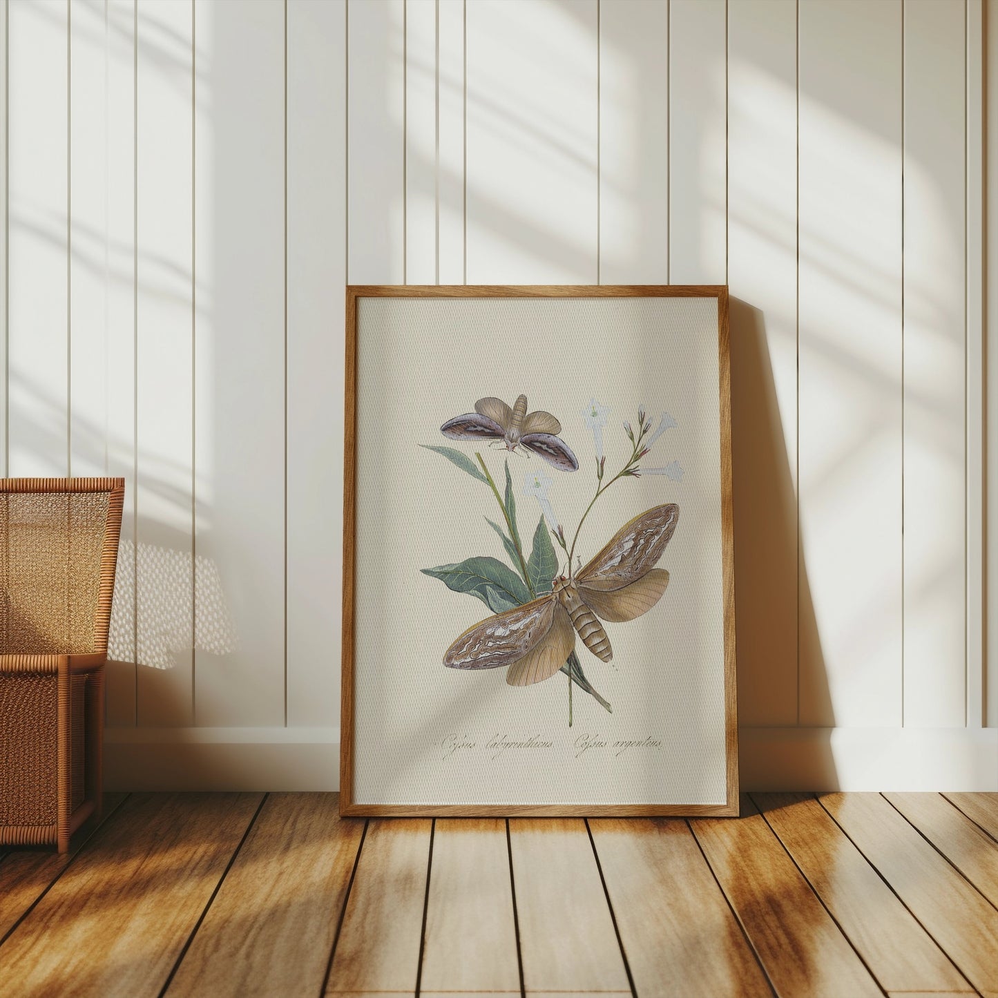 Premium Poster of Vintage Moth and Botanical Illustration Art Posters