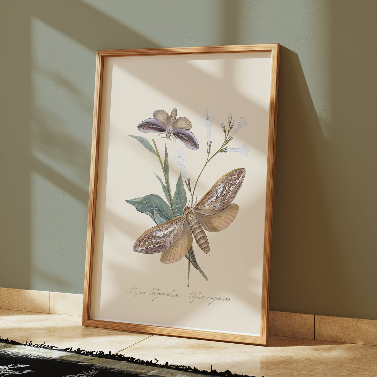 Premium Poster of Vintage Moth and Botanical Illustration Art Posters