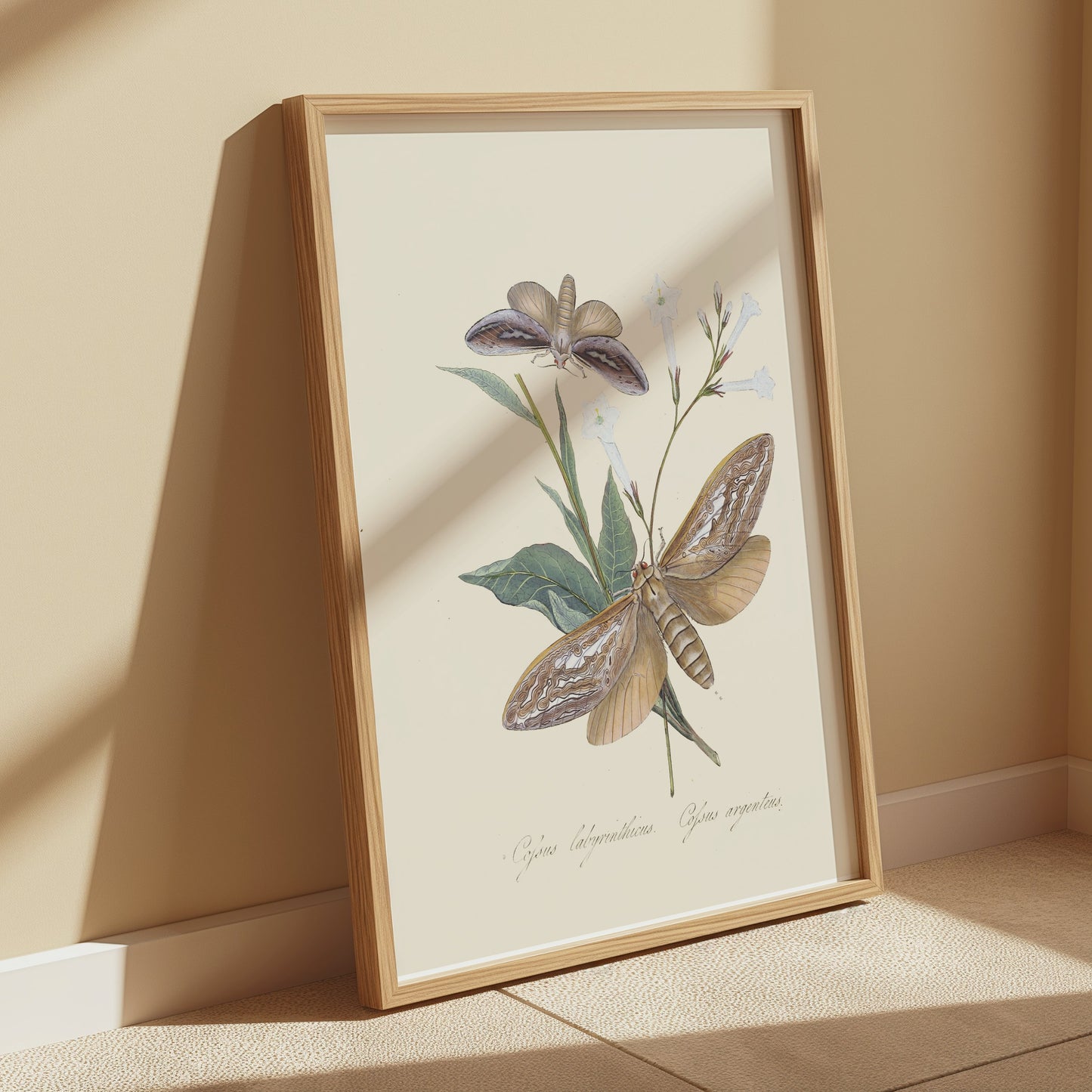 Premium Poster of Vintage Moth and Botanical Illustration Art Posters