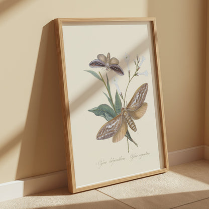 Premium Poster of Vintage Moth and Botanical Illustration Art Posters