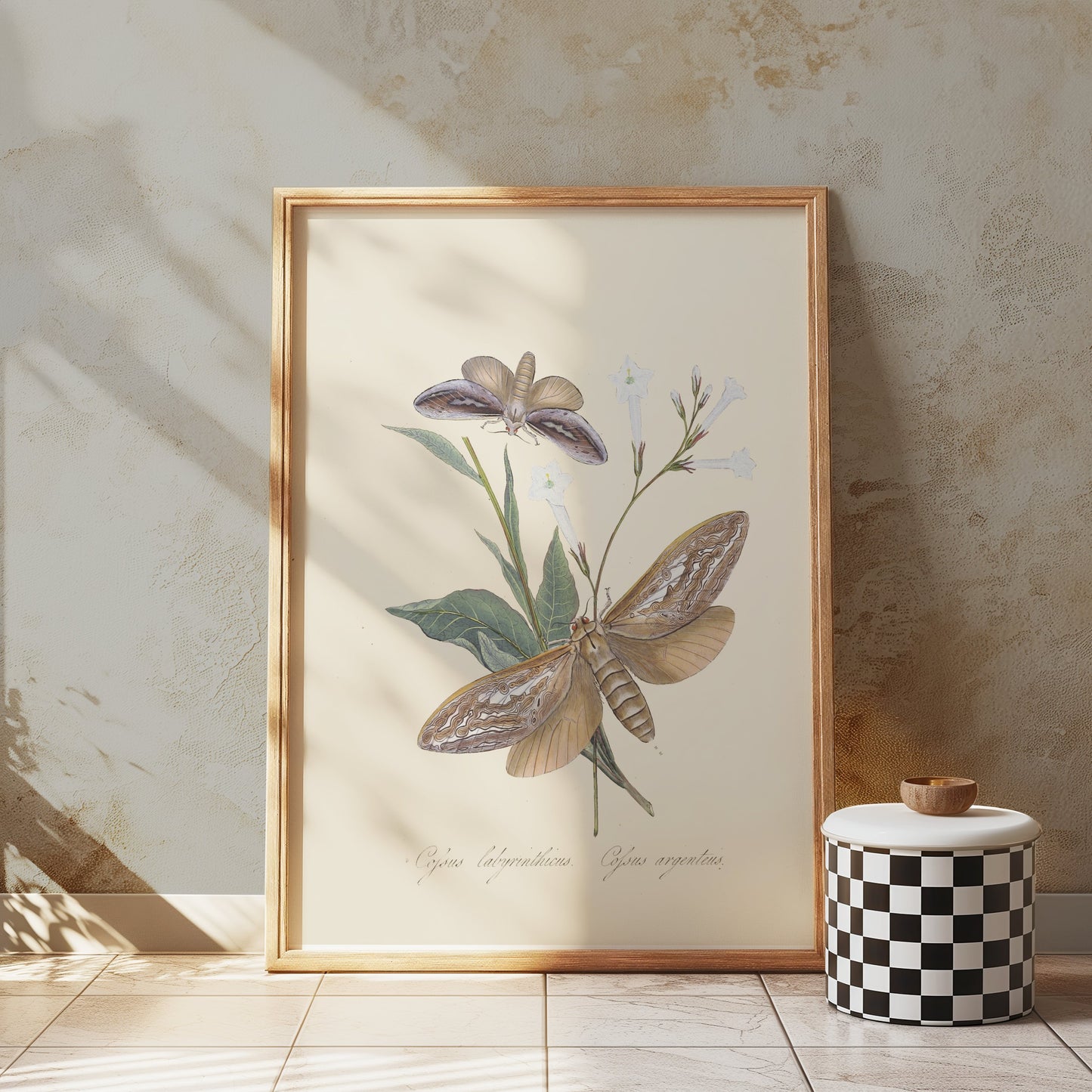 Premium Poster of Vintage Moth and Botanical Illustration Art Posters