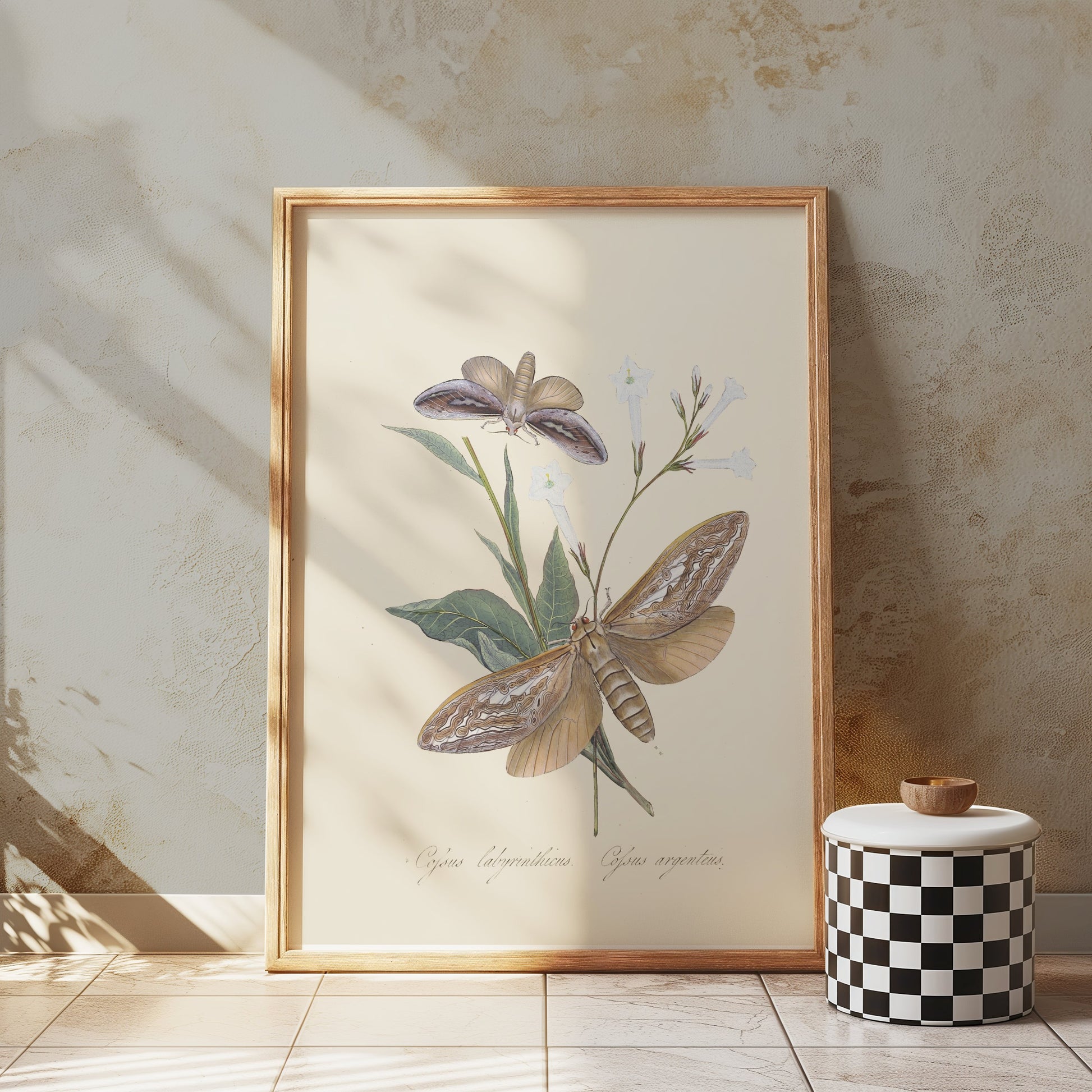 Premium Poster of Vintage Moth and Botanical Illustration Art Posters