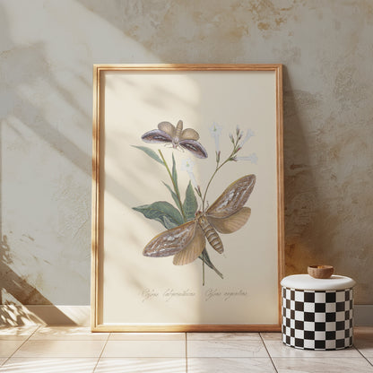 Premium Poster of Vintage Moth and Botanical Illustration Art Posters