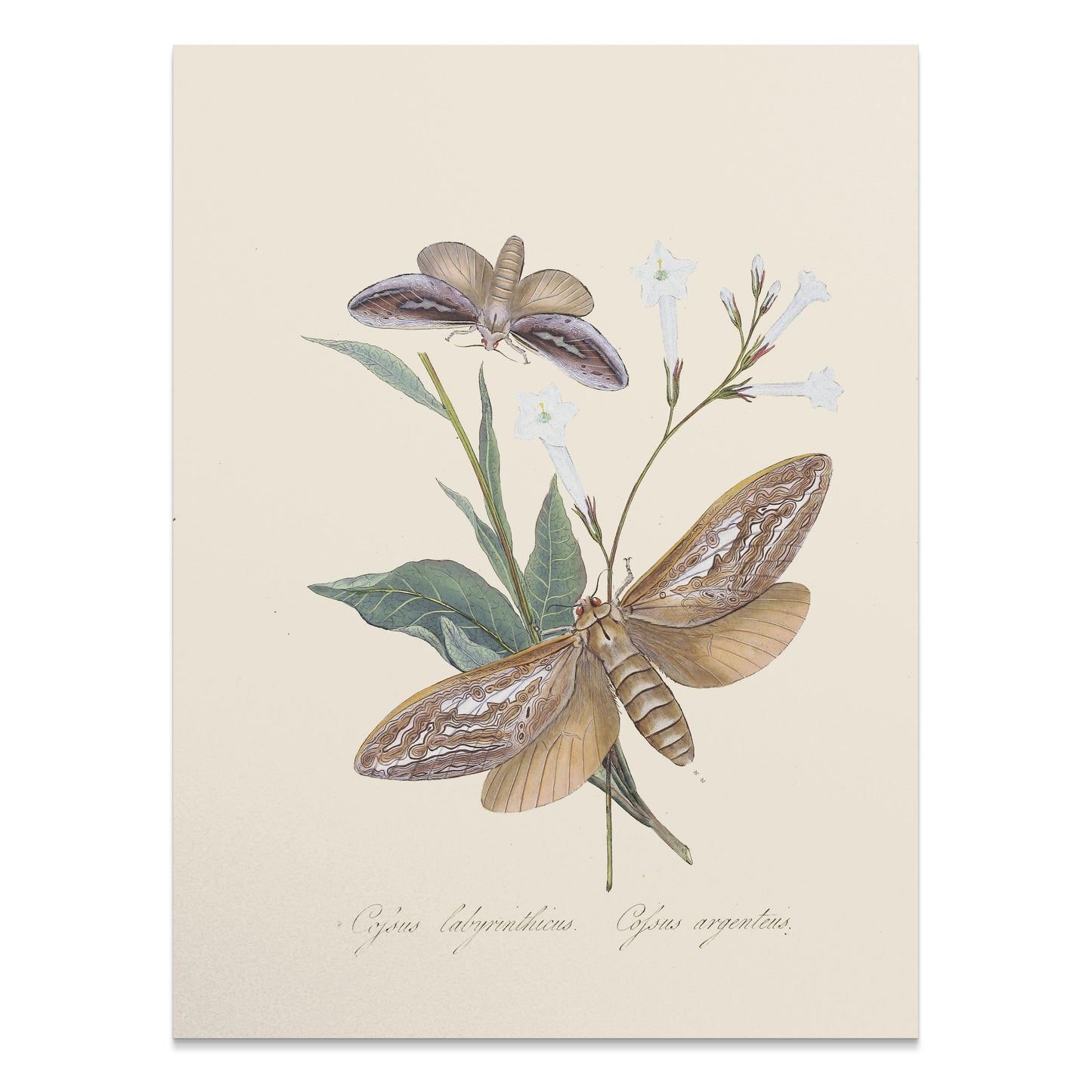 Premium Poster of Vintage Moth and Botanical Illustration Art Posters