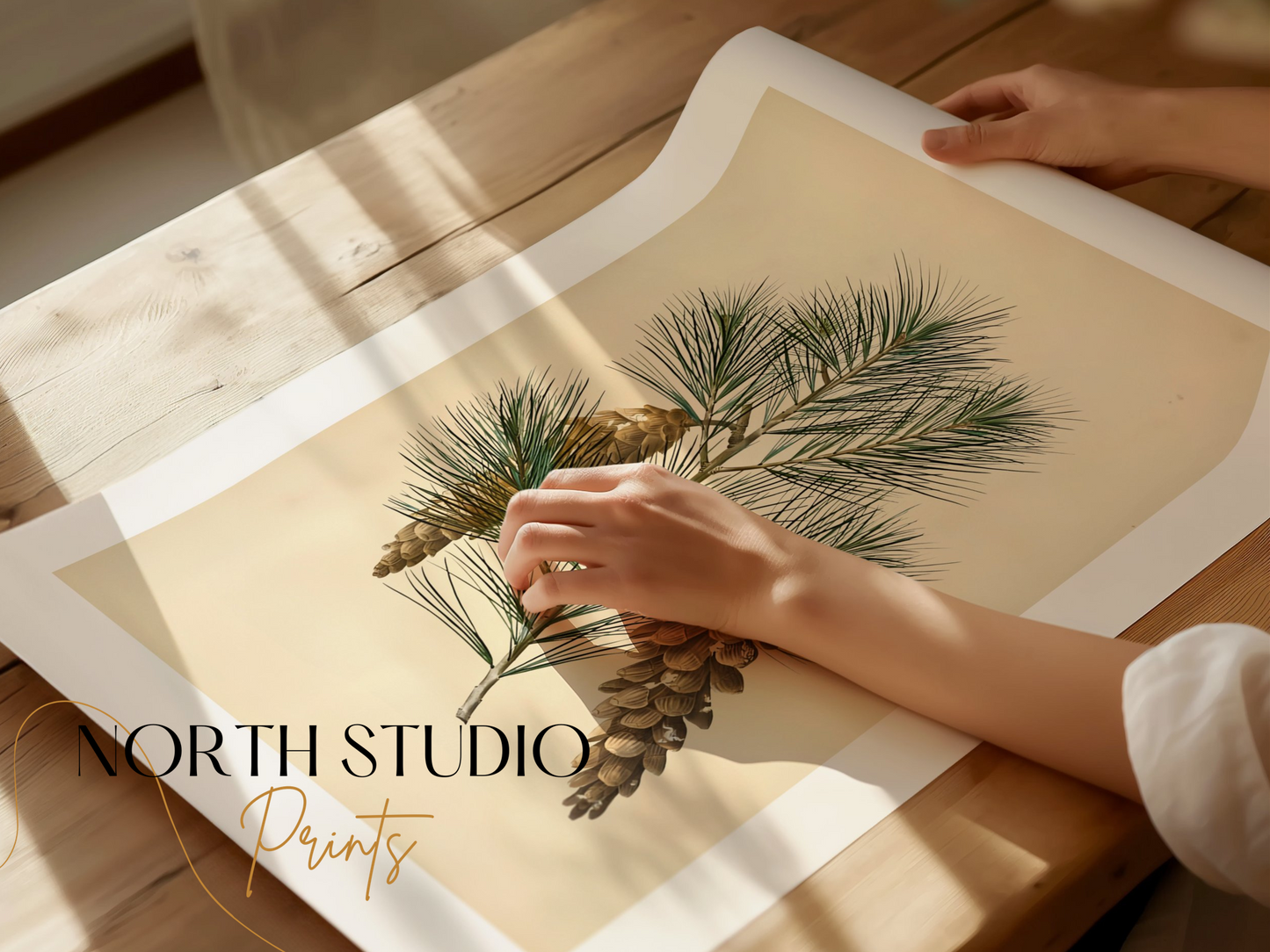 Premium Poster of Vintage Pine Branch Botanical Illustration Posters