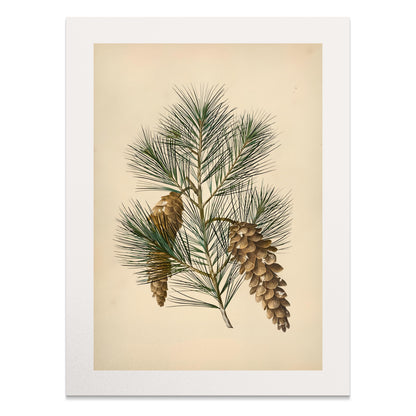 Premium Poster of Vintage Pine Branch Botanical Illustration Posters