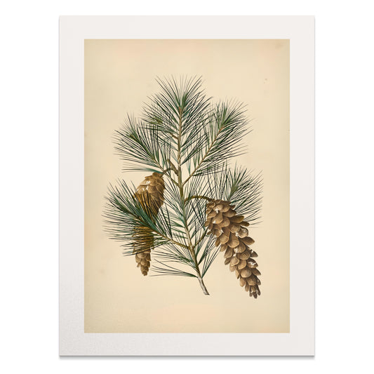 Premium Poster of Vintage Pine Branch Botanical Illustration Posters