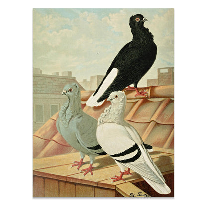 Premium Poster of Vintage Rooftop Pigeons Artwork Illustrative Posters
