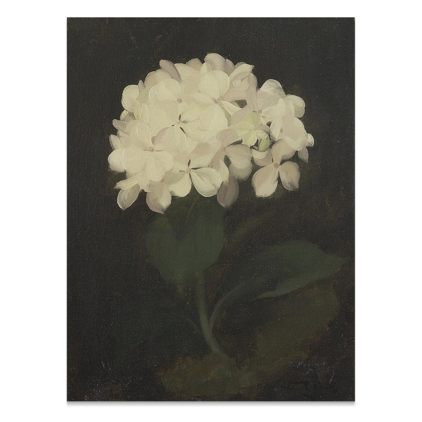 Premium Poster of White Hydrangea Painting Botanical Art Print Posters