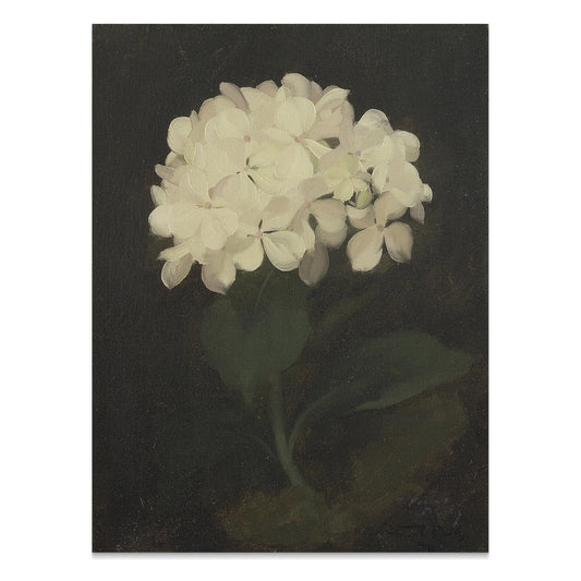 Premium Poster of White Hydrangea Painting Botanical Art Print Posters