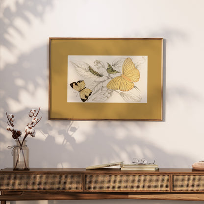 Premium Poster of Yellow and Black Butterfly Illustration Art Posters