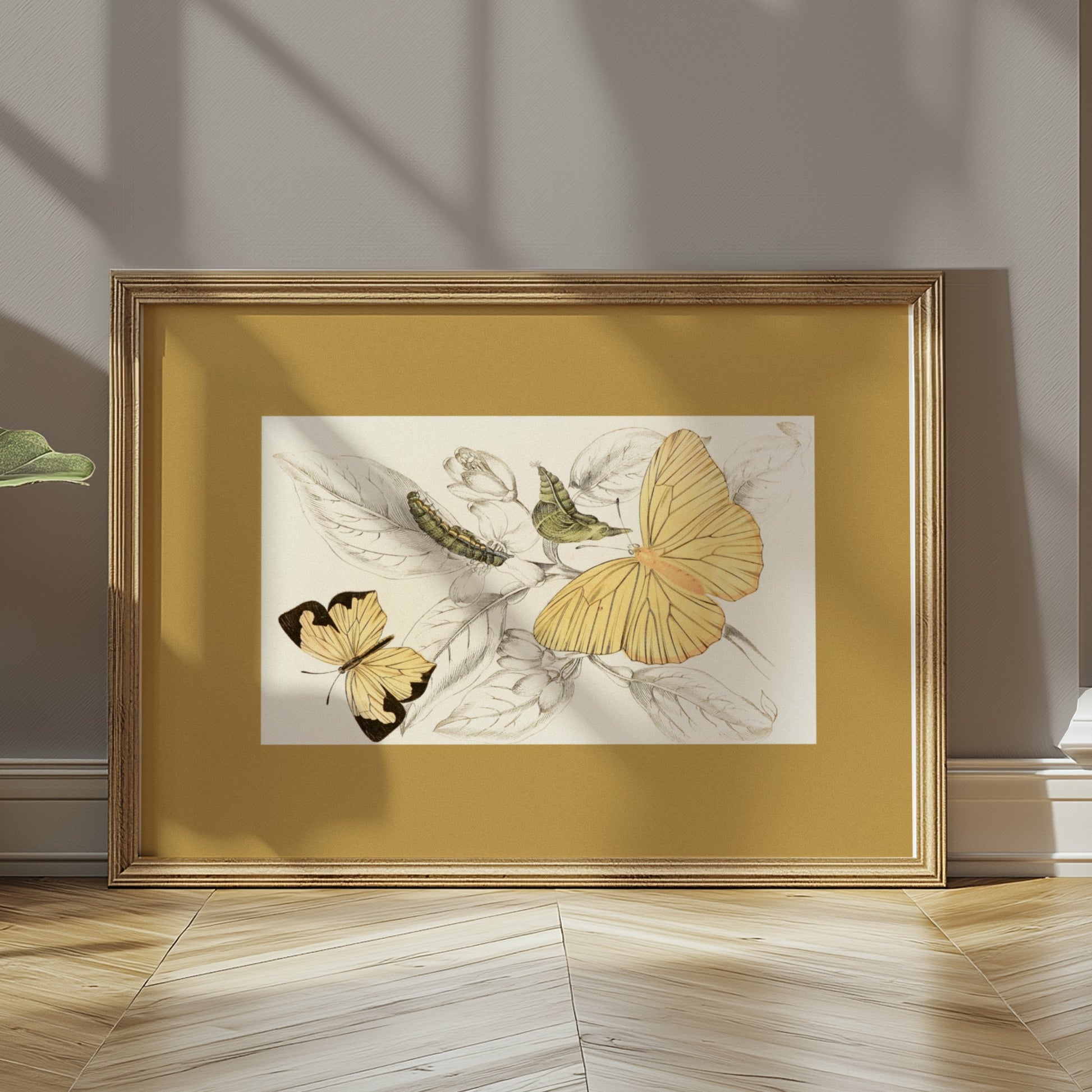 Premium Poster of Yellow and Black Butterfly Illustration Art Posters