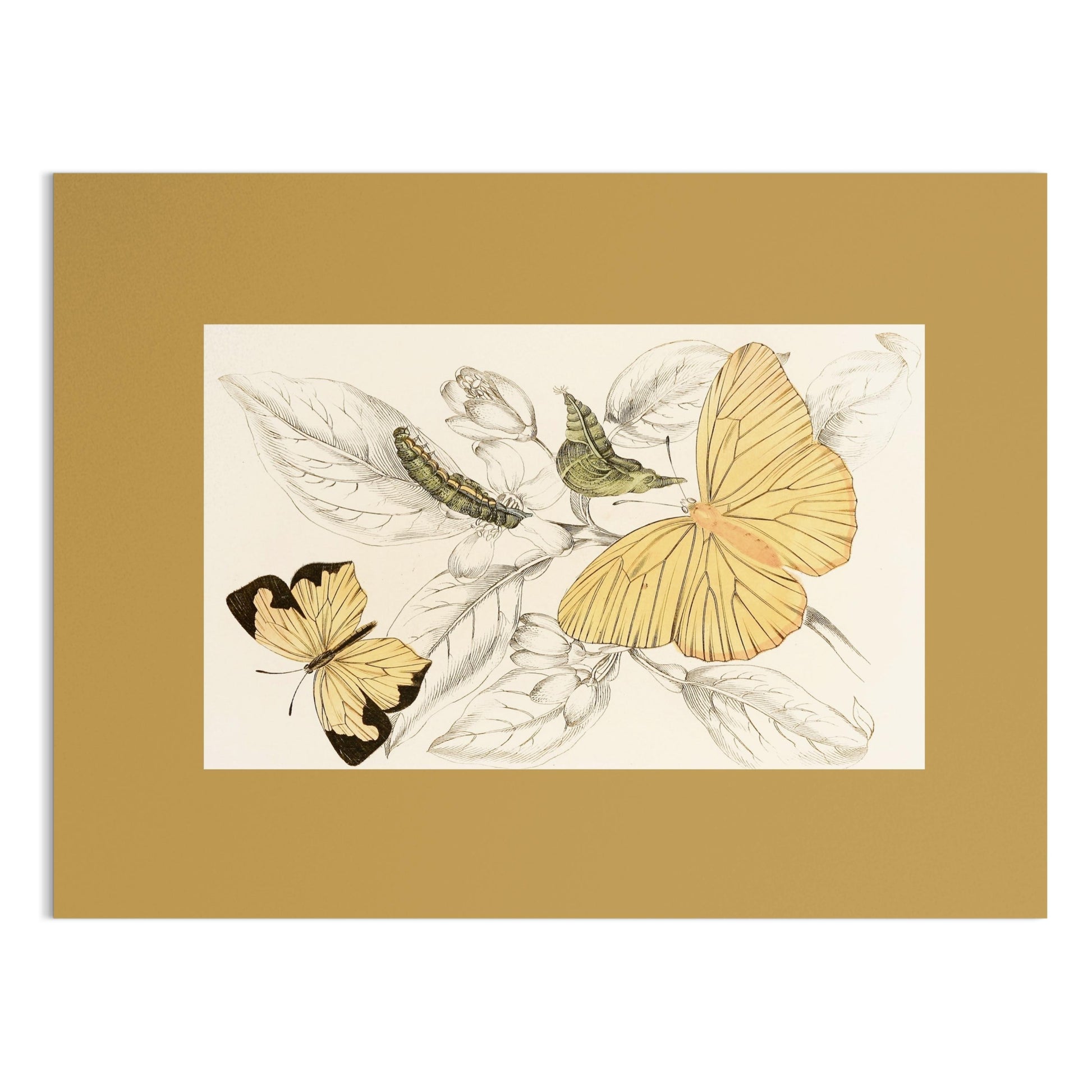 Premium Poster of Yellow and Black Butterfly Illustration Art Posters