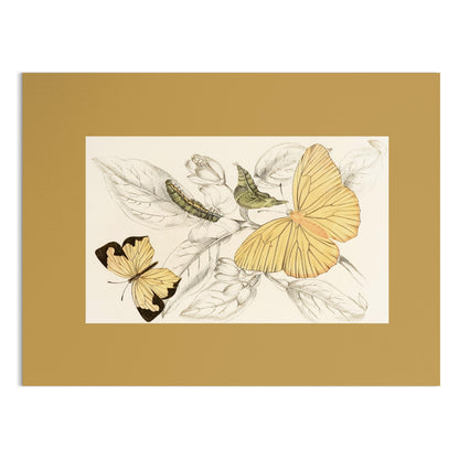 Premium Poster of Yellow and Black Butterfly Illustration Art Posters