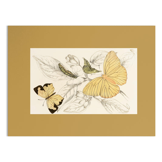 Premium Poster of Yellow and Black Butterfly Illustration Art Posters